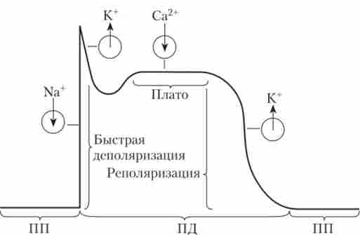 ����� ������, �� ���������� ���� ���� ���������� 䳿 ������ �������� �������