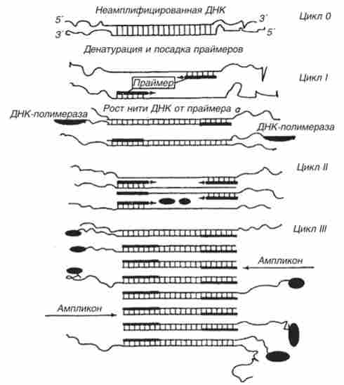 ����� ���������� ��������� ������� (���)