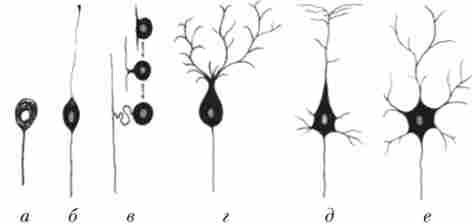 ���� ��������