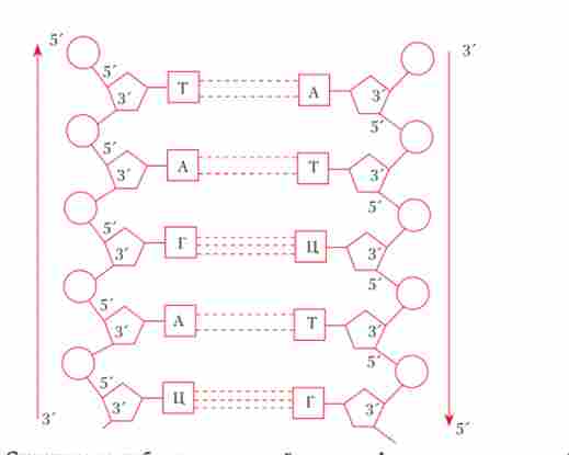 ���������� ����������� �������� ��������� ��������� �������������� �������� ���