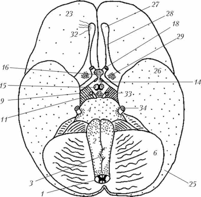 ����� ������������������� ��������� �����