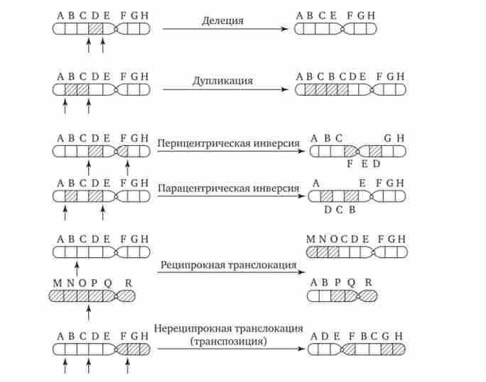 ���� ����������� ���������