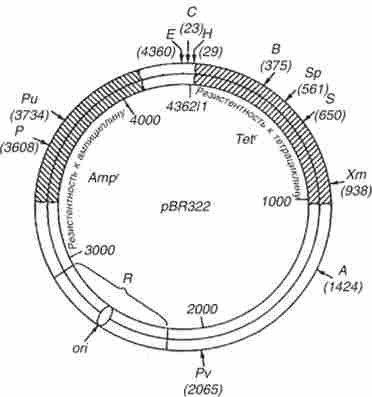 ����� ������ �������� ������� pBR322