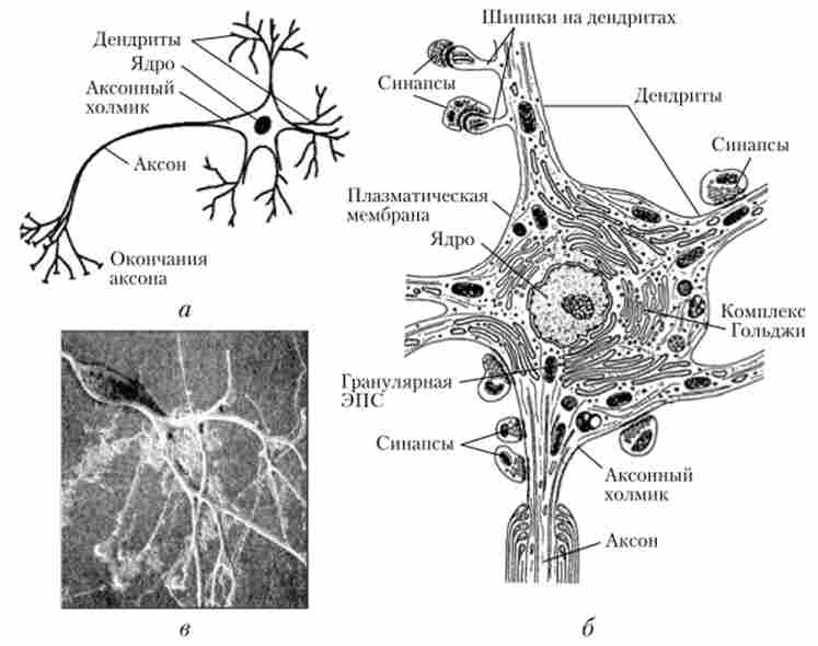 ������ �������