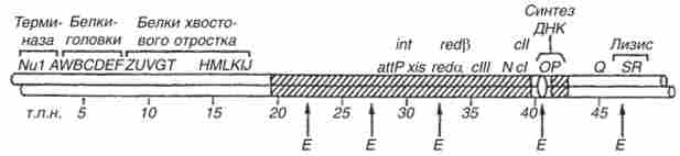 ˳������ ����� ����������� X