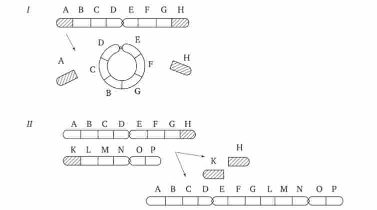 ����� �������� (/) � ������������ (//) ��������