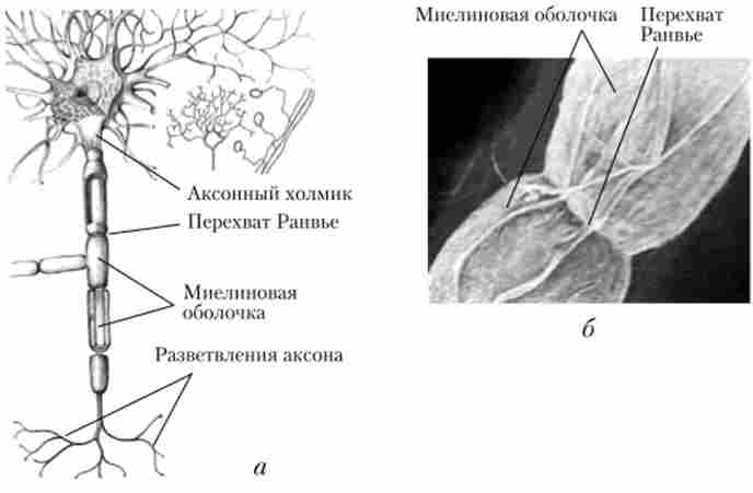 �����, �������� 쳺����� ���������