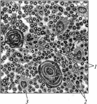 ������ ������