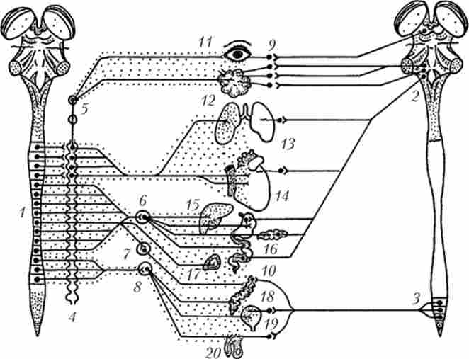 ���������� �� ����������� ����� ����������� ������� �������; ���� - ���������� �������; �������� - �������������� �������