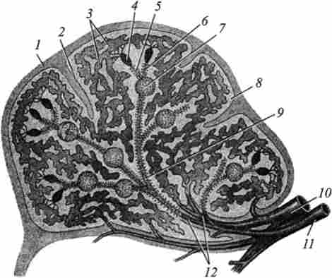 ����� ��������������� ��������