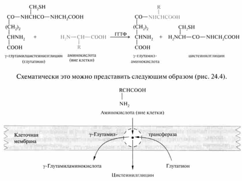 ����� ������ ������� �-������������ �����