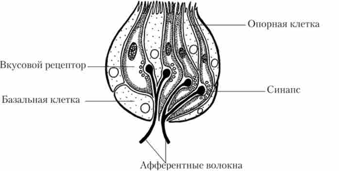 ������� ��������