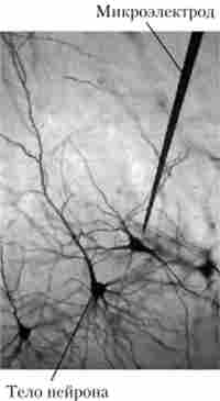 ̳�������������� ���������� �������� ����