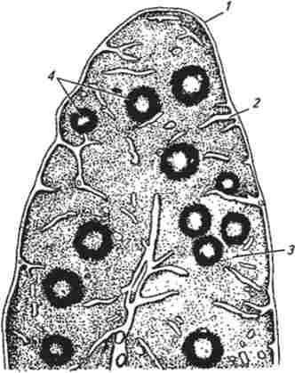 ������ ��������