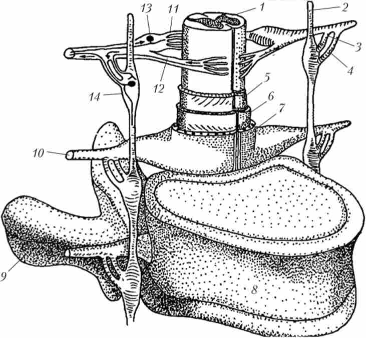 ���������� ������ �������� � ���'����� � ���� ���������