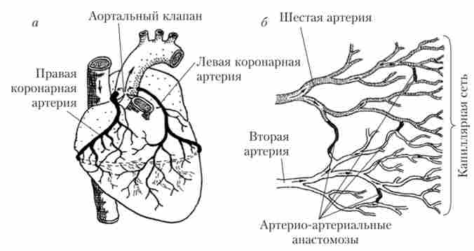 ��������� ����� (�) � ���������� �� ������ ���� ������ ������ � ������ ����� (�)