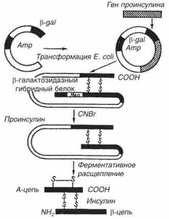 ����� ������� �������
