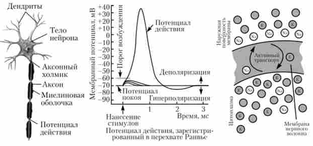 ���� ����������� ���������� ��������� ������� ��� ���������