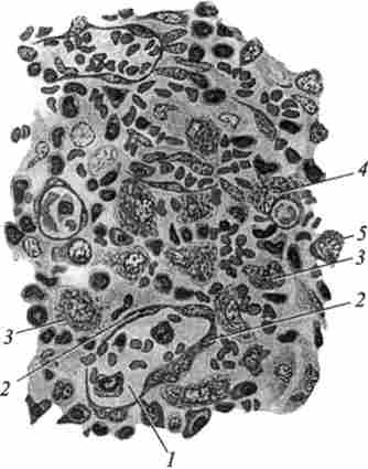 ������� ������ �������� �������