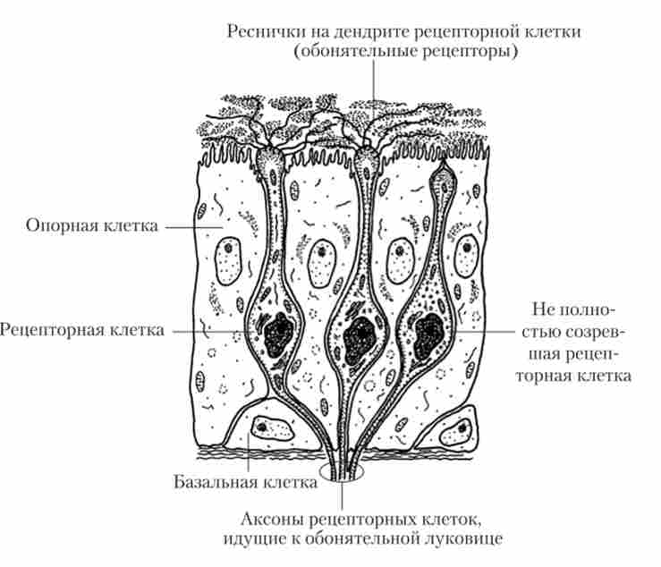 ������� ������