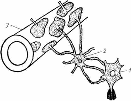 ��'���� �� �������� (/), ��������� ������ (2) � �������� (3)