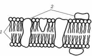 ����������� ����������� �������� ��������