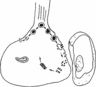 ����� ��������� ������������ �������� � ��������� �������������