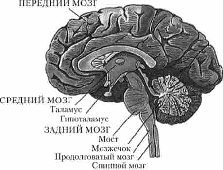 ³���� ��������� �����