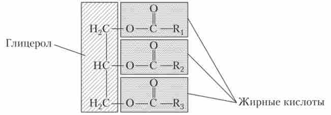 ����� ������ �������� ����