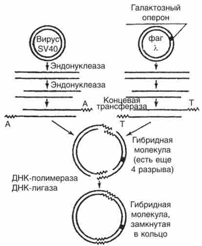 ��������� ������� �������� � ����� SP40 � ��� ���� X, ������ ���������� ������ ������?. coli