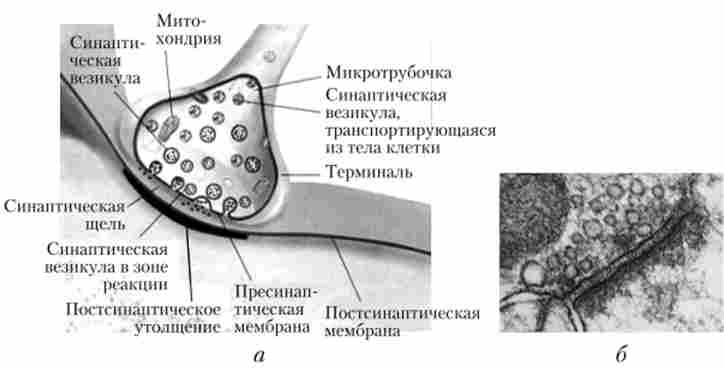 ������������� �������