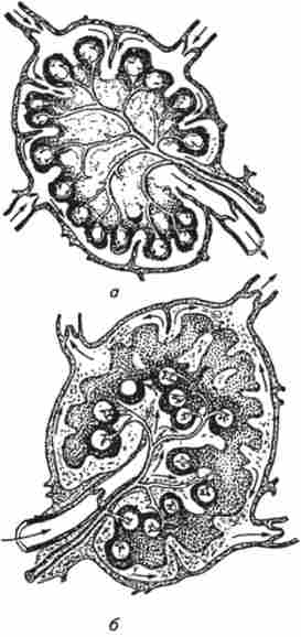 ˳�������� ���� (�� �. � Ҳ������). �������� �������� �������� ���� ����