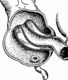 ������� ������ ������ ������� ������������ - ���������� (������-�������������)