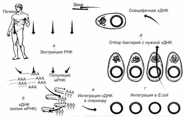 ������� ����� ����������� ���� �������� ����� �������