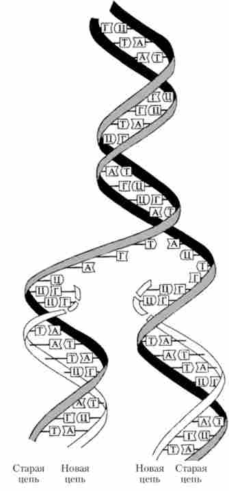 ������� ����������������� ��������� ���