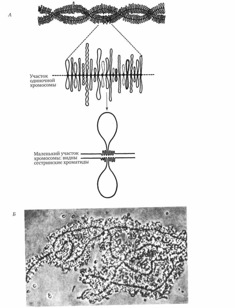 ��������� ���� �������� �����, �_����� ������; � - ��������� � ������� ������