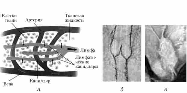����� ���� (�); ���������� �������� � ��������� (�) � ���������� ����� (�)