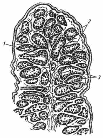 ������ ���������� ����� ������