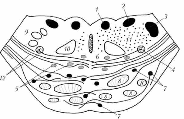 ����� ����������� ���� ����� ��� � ������ �������� ������