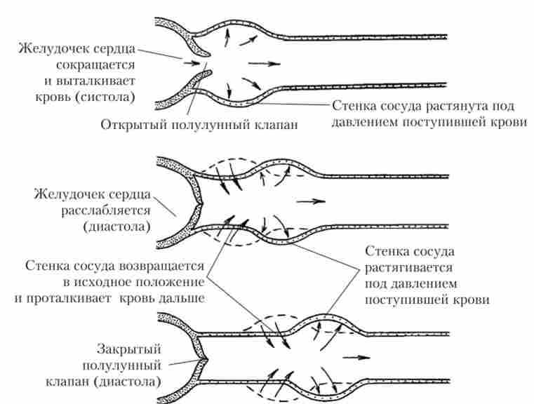 ����� ������������ �������� �������� ����������� ���� �������� �����, ���������� ������� ������� �����