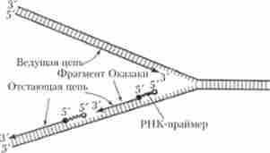 ������ �������� � ����� ������� Ĳ� � ������ ����� ���������