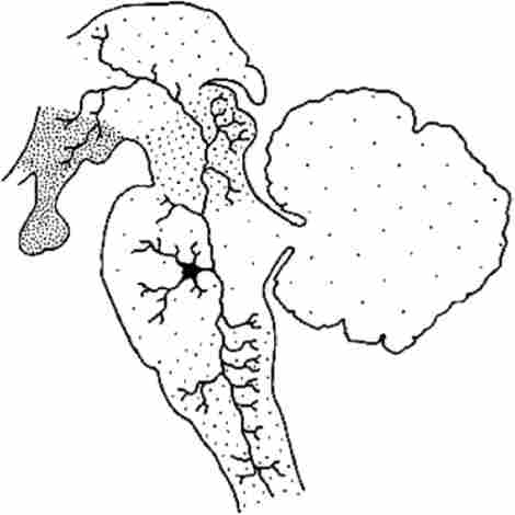 ������� ������������ ������� ����������� �������� �����