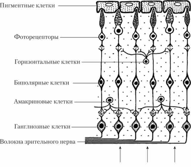 ������� ���� ������