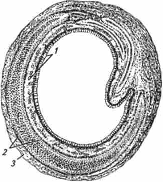 ������ �����