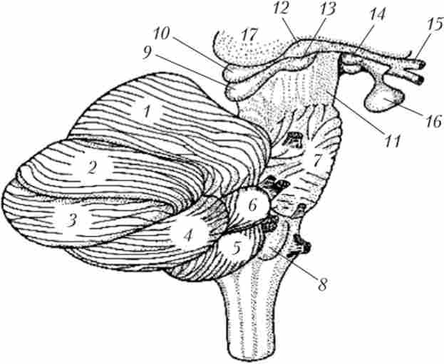 ����� ���������� ������������ ������� �� ��������� �� �������� ����� (��� �����)