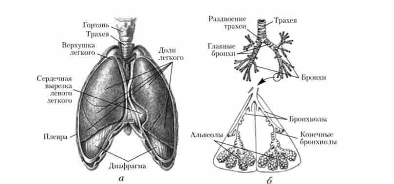 ������ ������