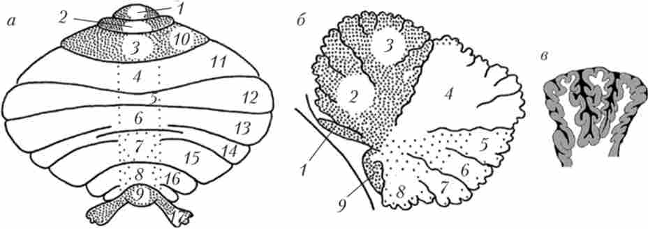 �������� �������