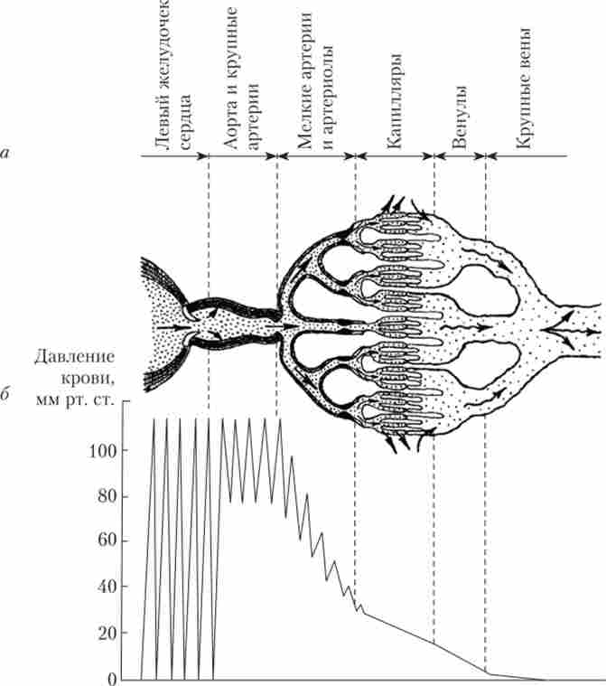 ���������� ���������� �������� ���� ����� �������� ���� ��������� (�); ������� ������ ����� ���� � ������� �������� ���� ��������� (�)