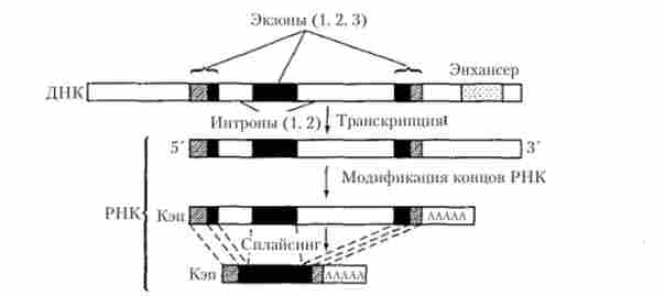 ��������� ���� �-����������� ���� ������