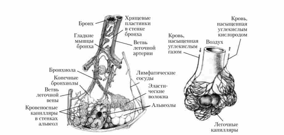 �������� �������, ��������� ���������